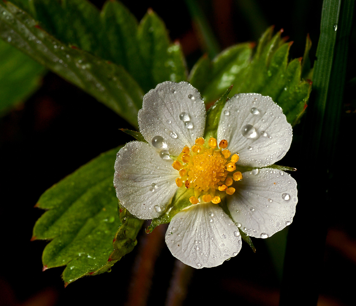 Изображение особи Fragaria vesca.