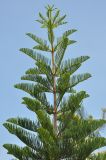 Araucaria heterophylla. Верхушка молодого дерева. Таиланд, остров Пханган. 24.06.2013.