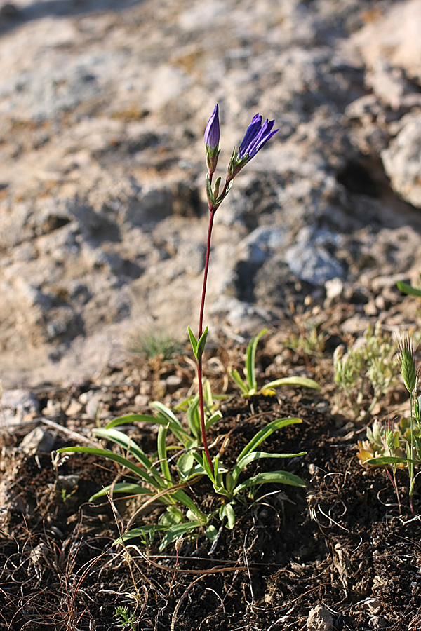 Image of Gentiana olivieri specimen.