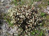 Смотреть изображение Cassiope tetragona