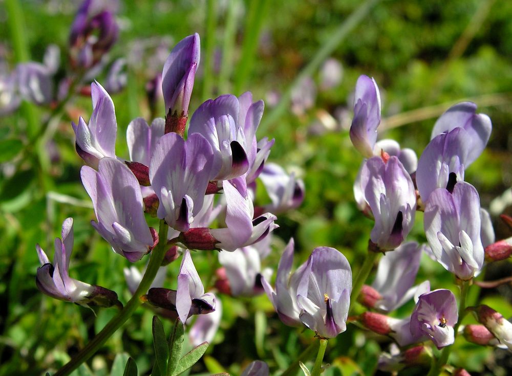 Изображение особи Astragalus tumninensis.