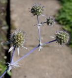 Eryngium palmatum. Верхушка побега с соцветиями. Германия, г. Krefeld, Ботанический сад. 20.08.2013.