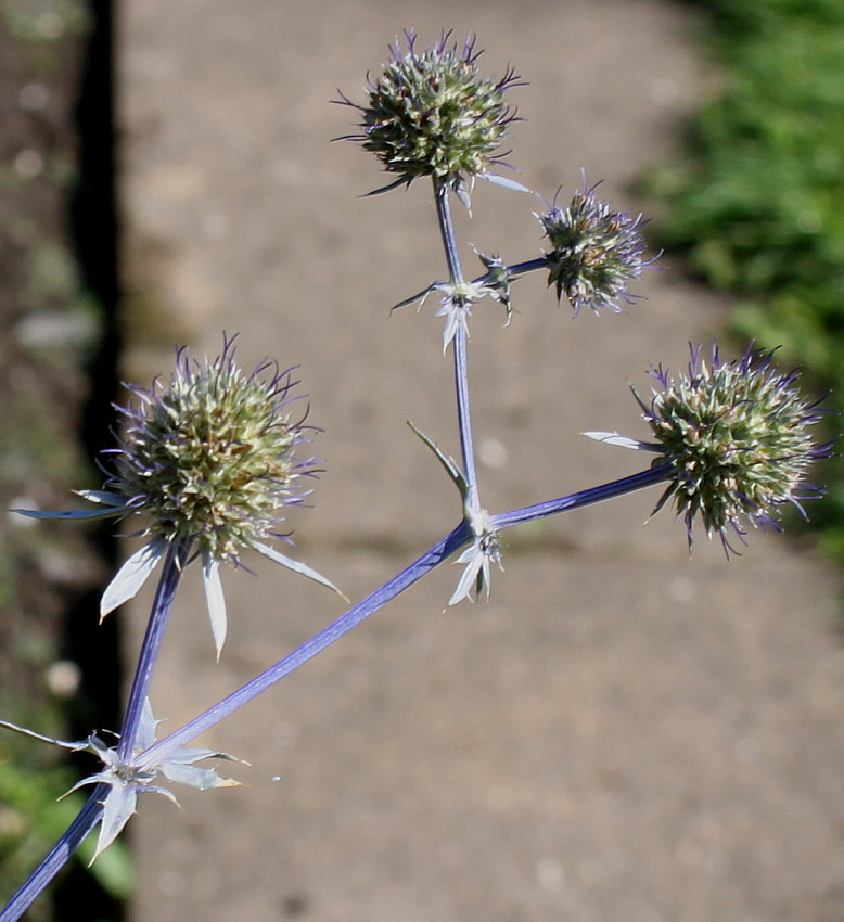 Изображение особи Eryngium palmatum.