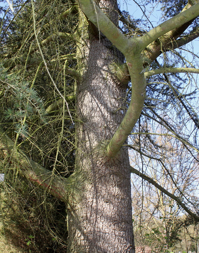 Image of Cedrus libani specimen.