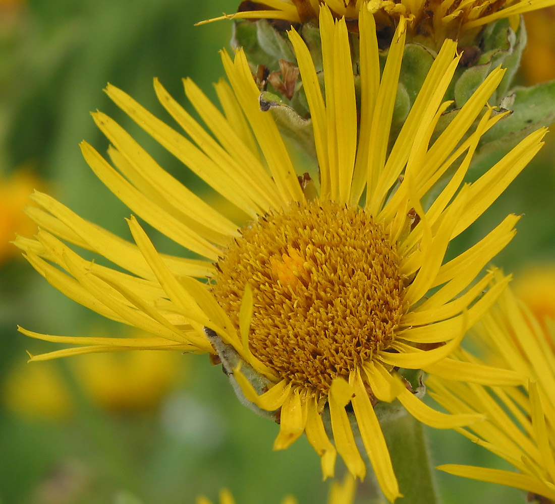 Изображение особи Inula helenium.