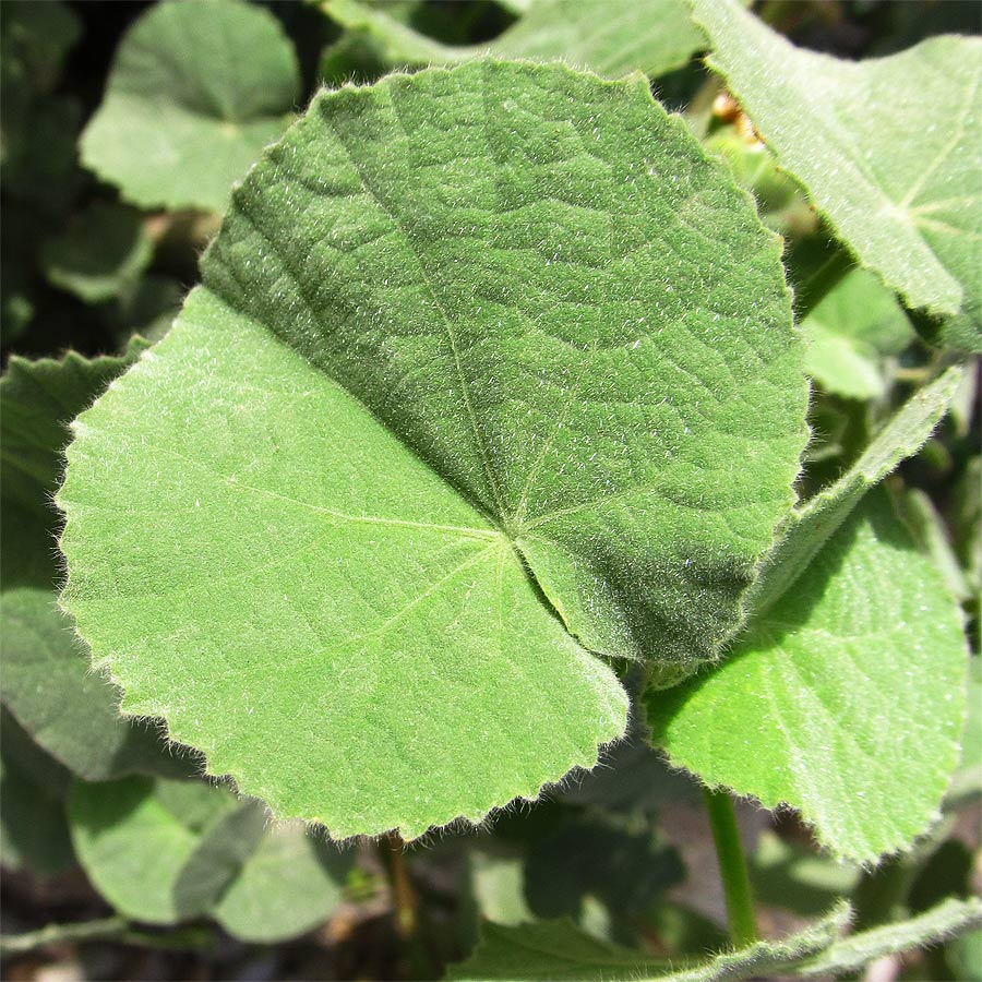 Image of Abutilon hirtum specimen.