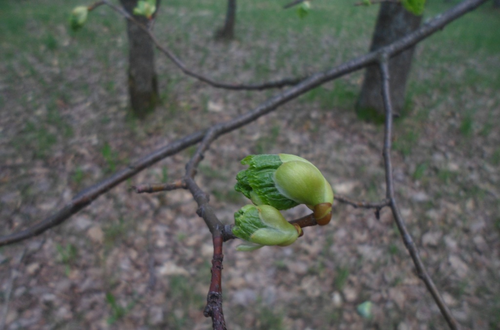 Image of Tilia cordata specimen.