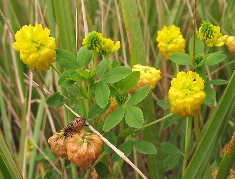 Image of Trifolium aureum specimen.