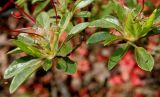 Rhododendron obtusum