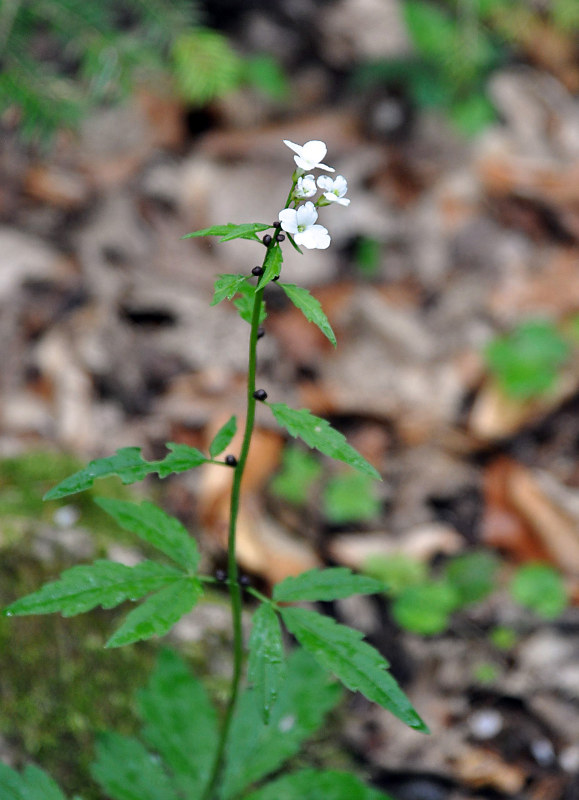 Image of Cardamine bulbifera specimen.