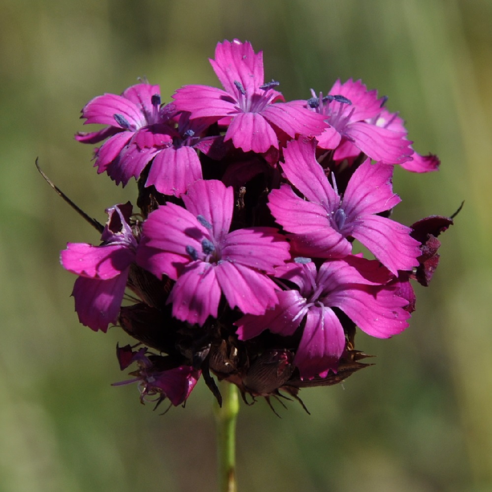 Image of Dianthus cruentus specimen.