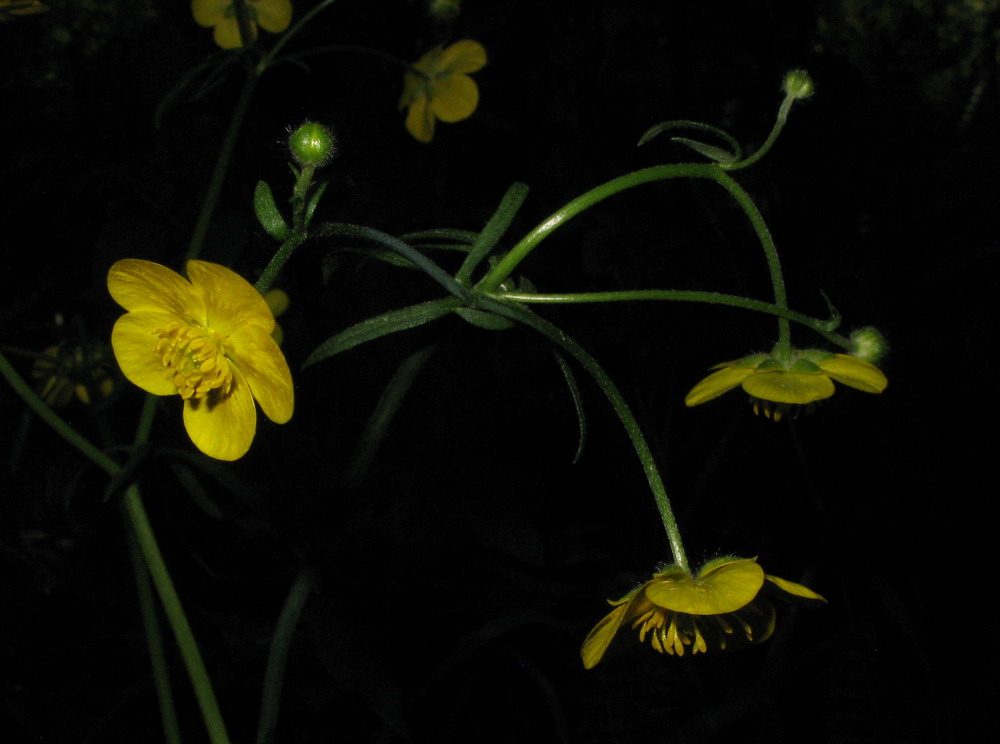 Изображение особи Ranunculus subborealis.