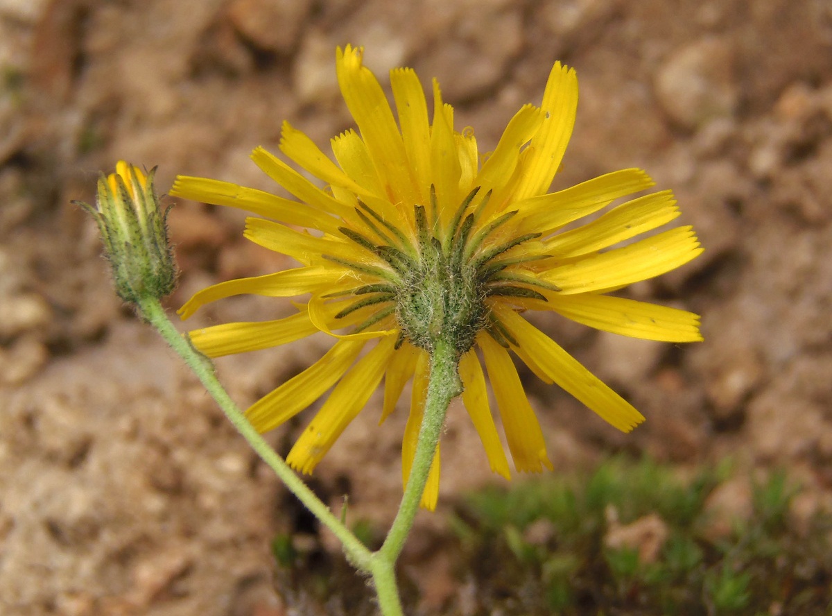 Изображение особи род Hieracium.