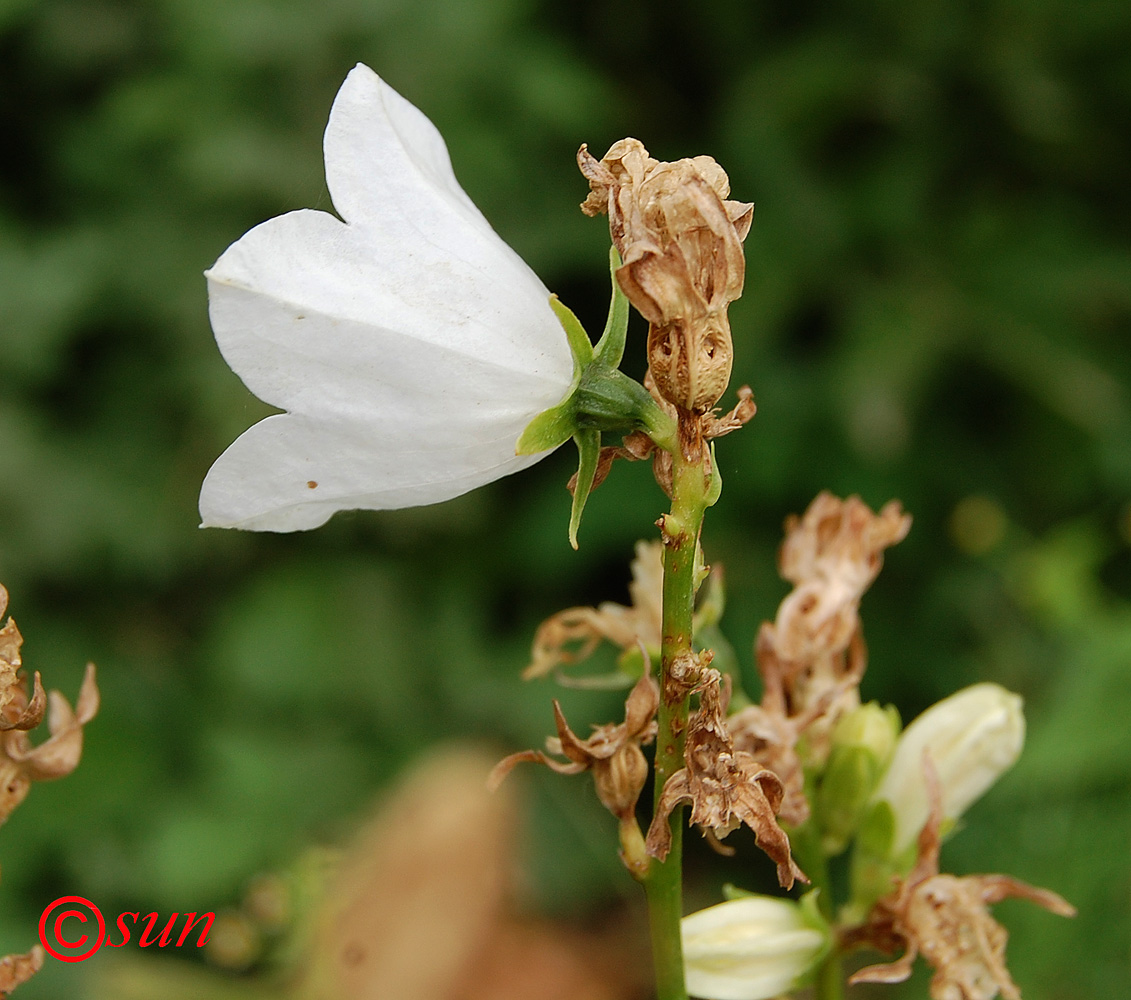 Image of Campanula persicifolia specimen.