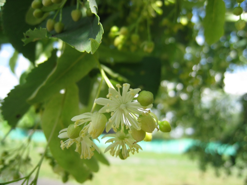 Image of Tilia cordata specimen.