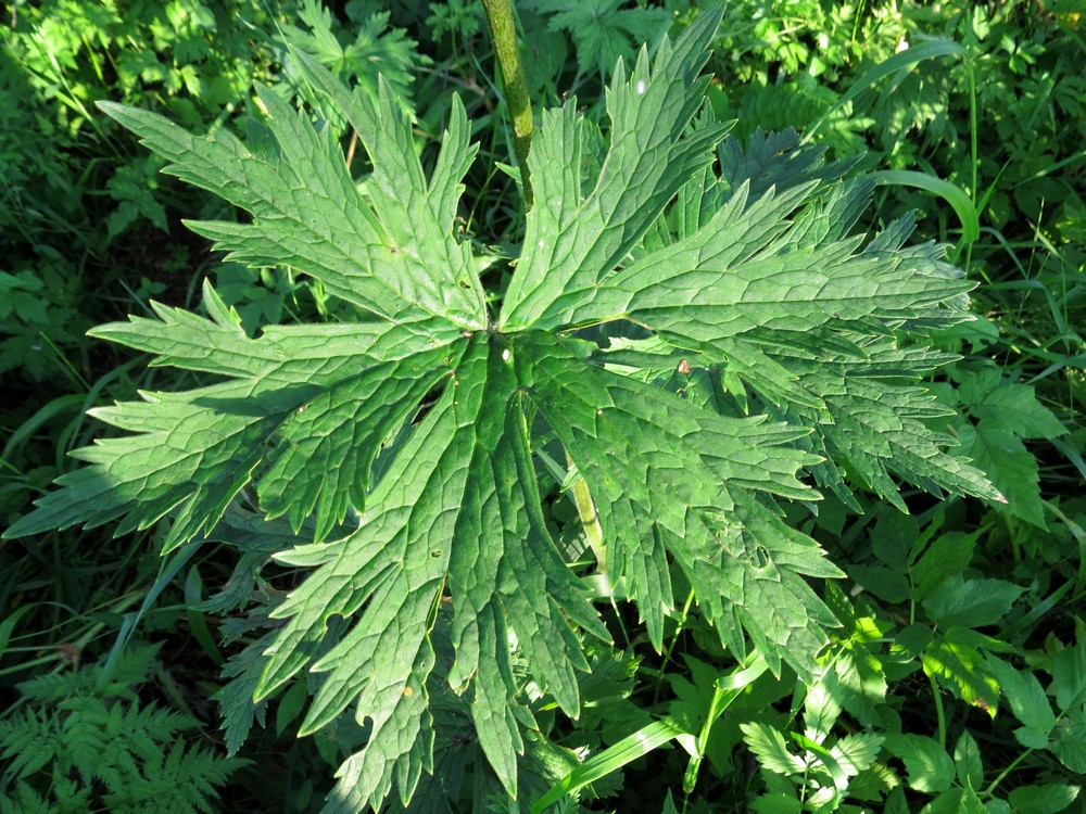 Изображение особи Aconitum septentrionale.