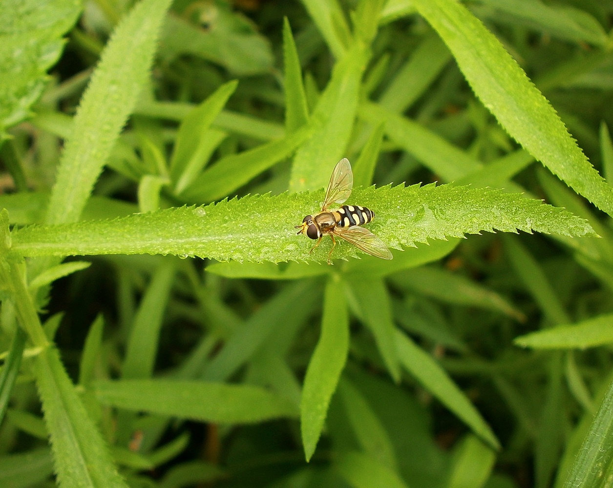 Image of Achillea salicifolia specimen.