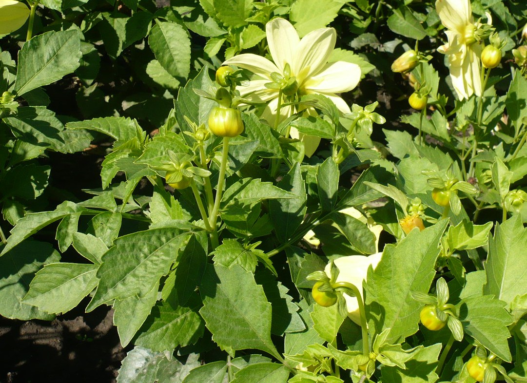 Изображение особи Dahlia pinnata.