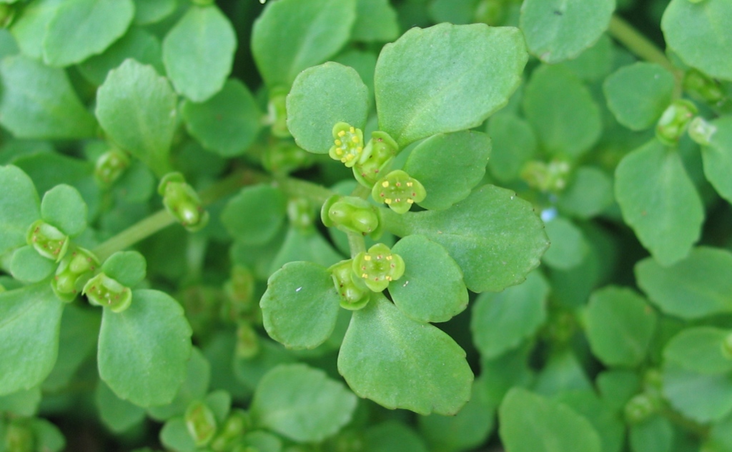 Image of Chrysosplenium kamtschaticum specimen.