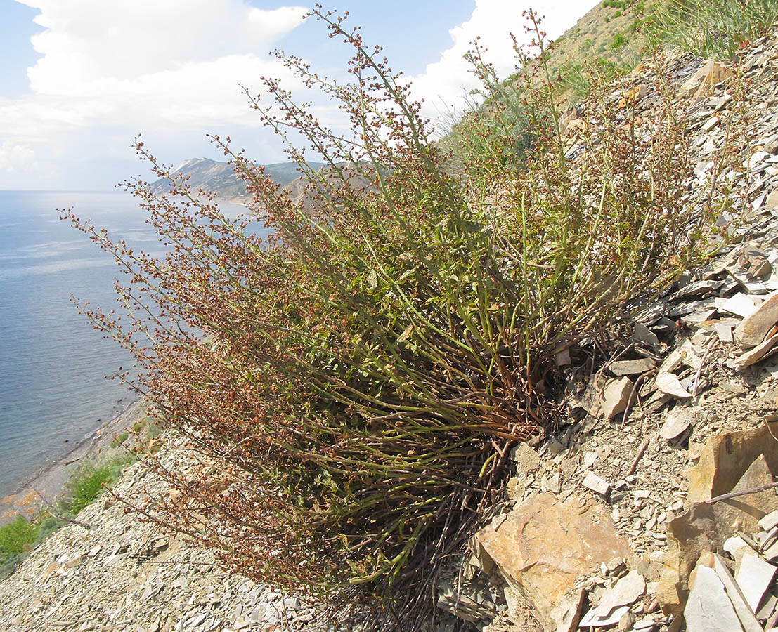 Image of Scrophularia rupestris specimen.