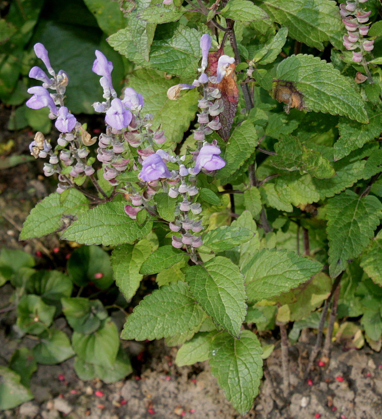 Image of Scutellaria incana specimen.