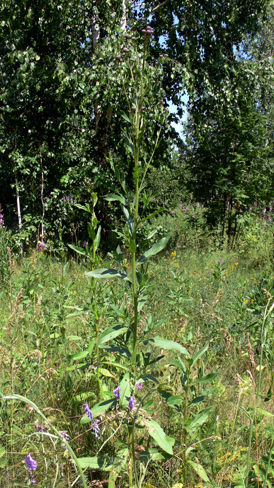 Изображение особи Cirsium setosum.