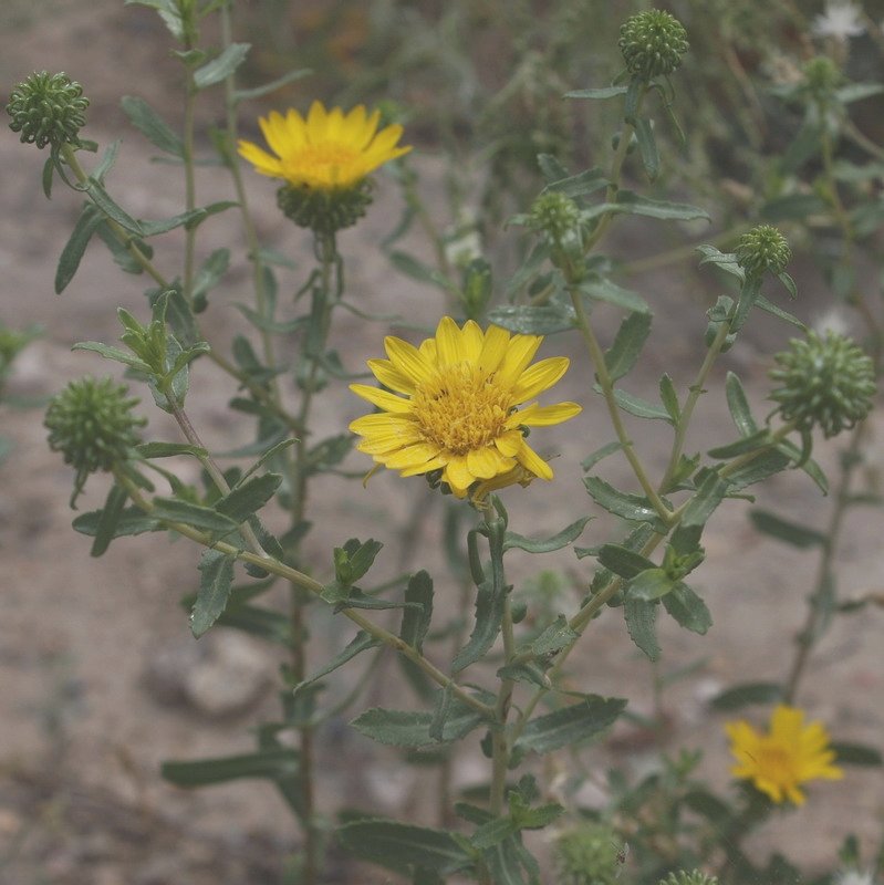 Image of Grindelia squarrosa specimen.