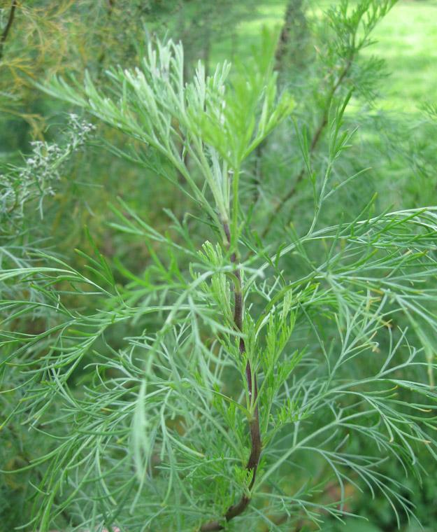 Image of Artemisia abrotanum specimen.