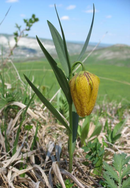 Изображение особи Fritillaria ophioglossifolia.