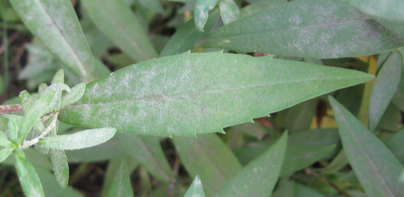 Image of Symphyotrichum novi-belgii specimen.