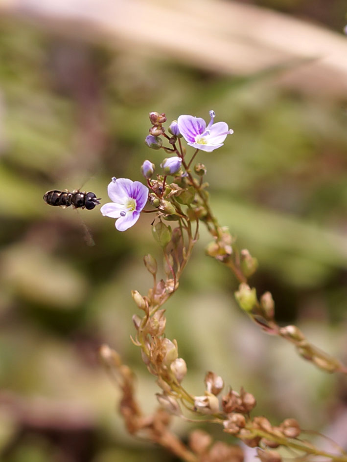 Image of Veronica serpyllifolia specimen.