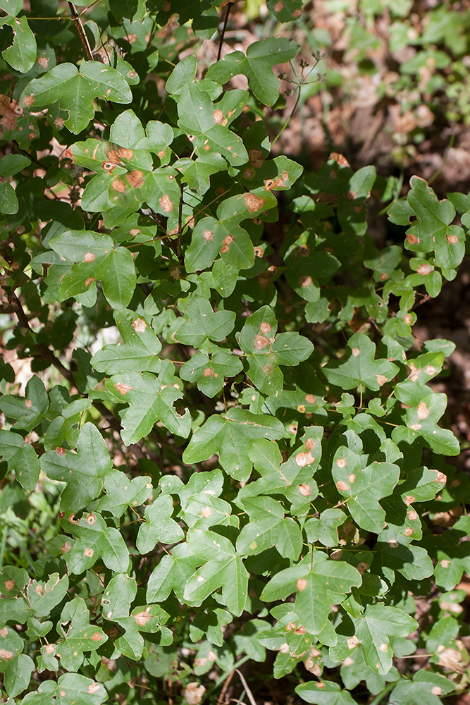 Image of Acer monspessulanum specimen.