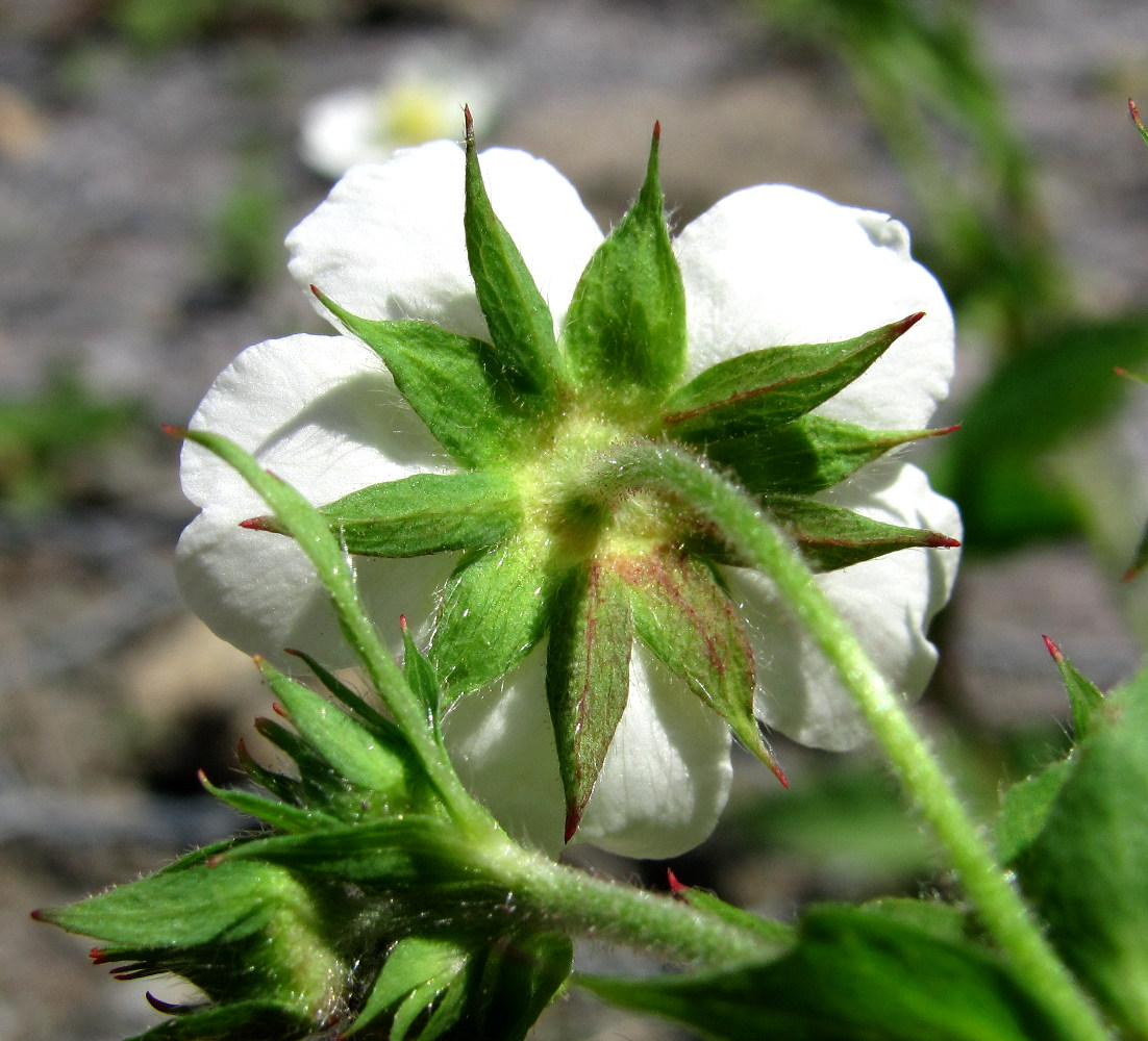 Image of Potentilla elatior specimen.