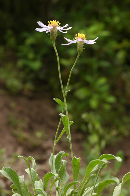 Изображение особи Rhinactinidia limoniifolia.