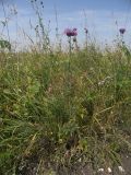 Centaurea adpressa