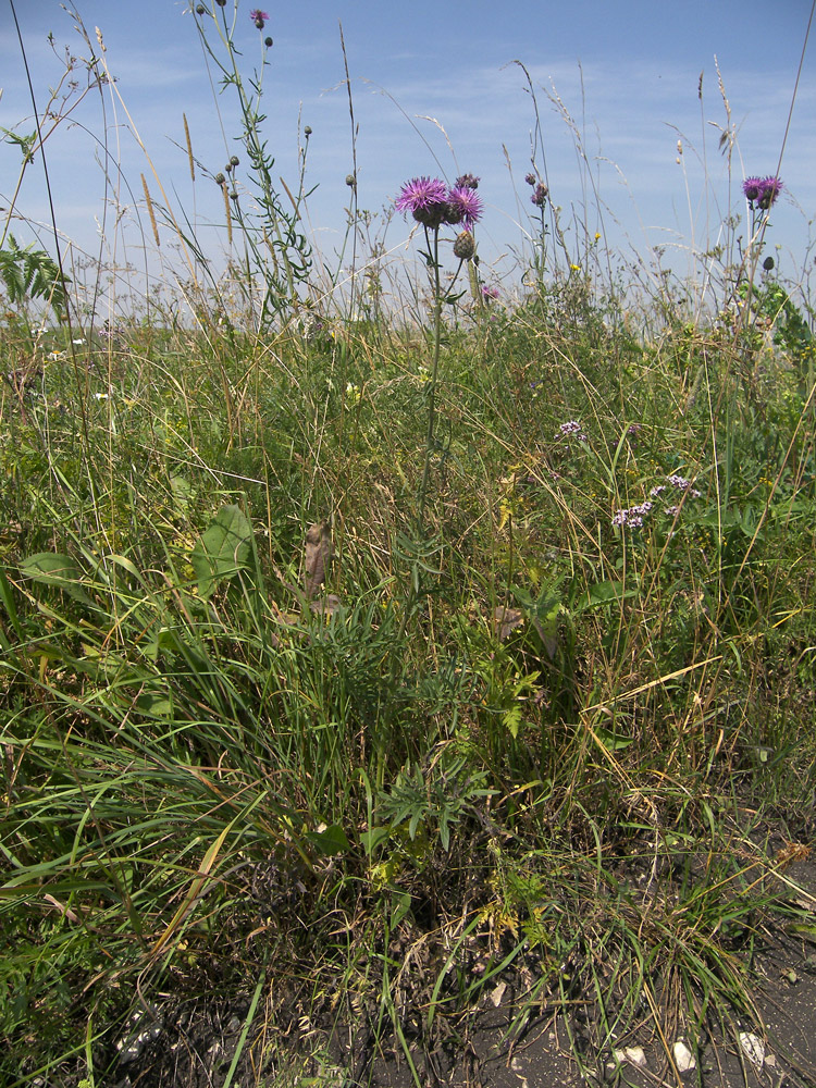 Image of Centaurea adpressa specimen.