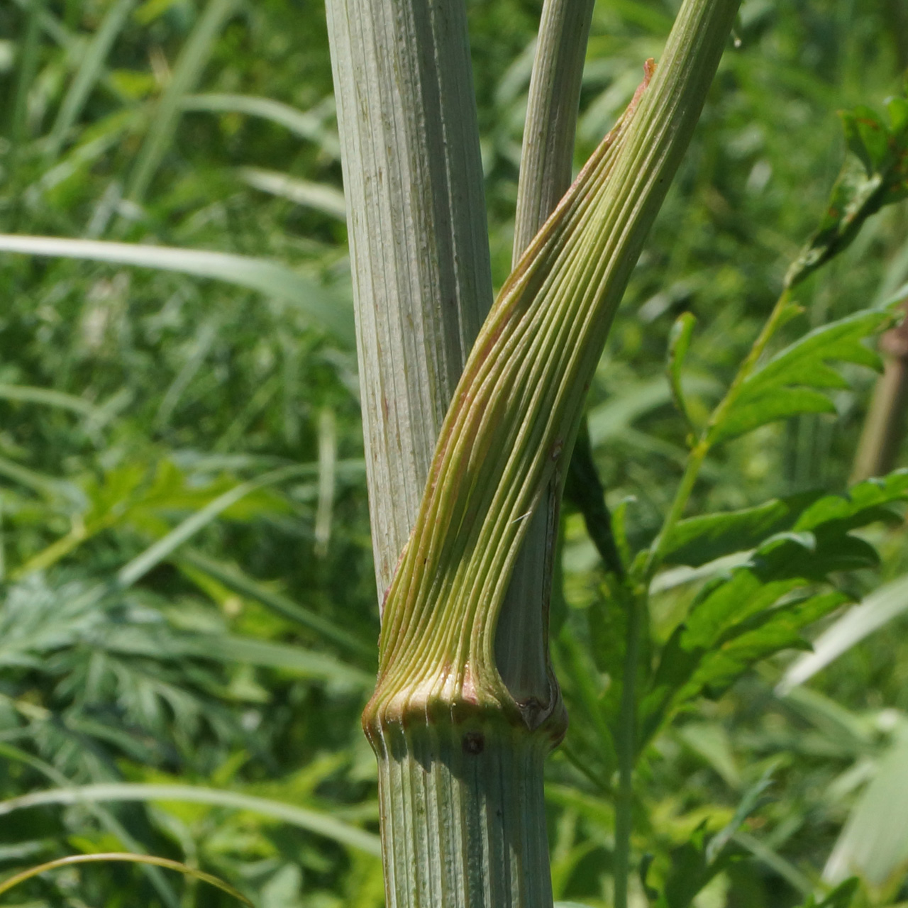 Image of Conioselinum tataricum specimen.