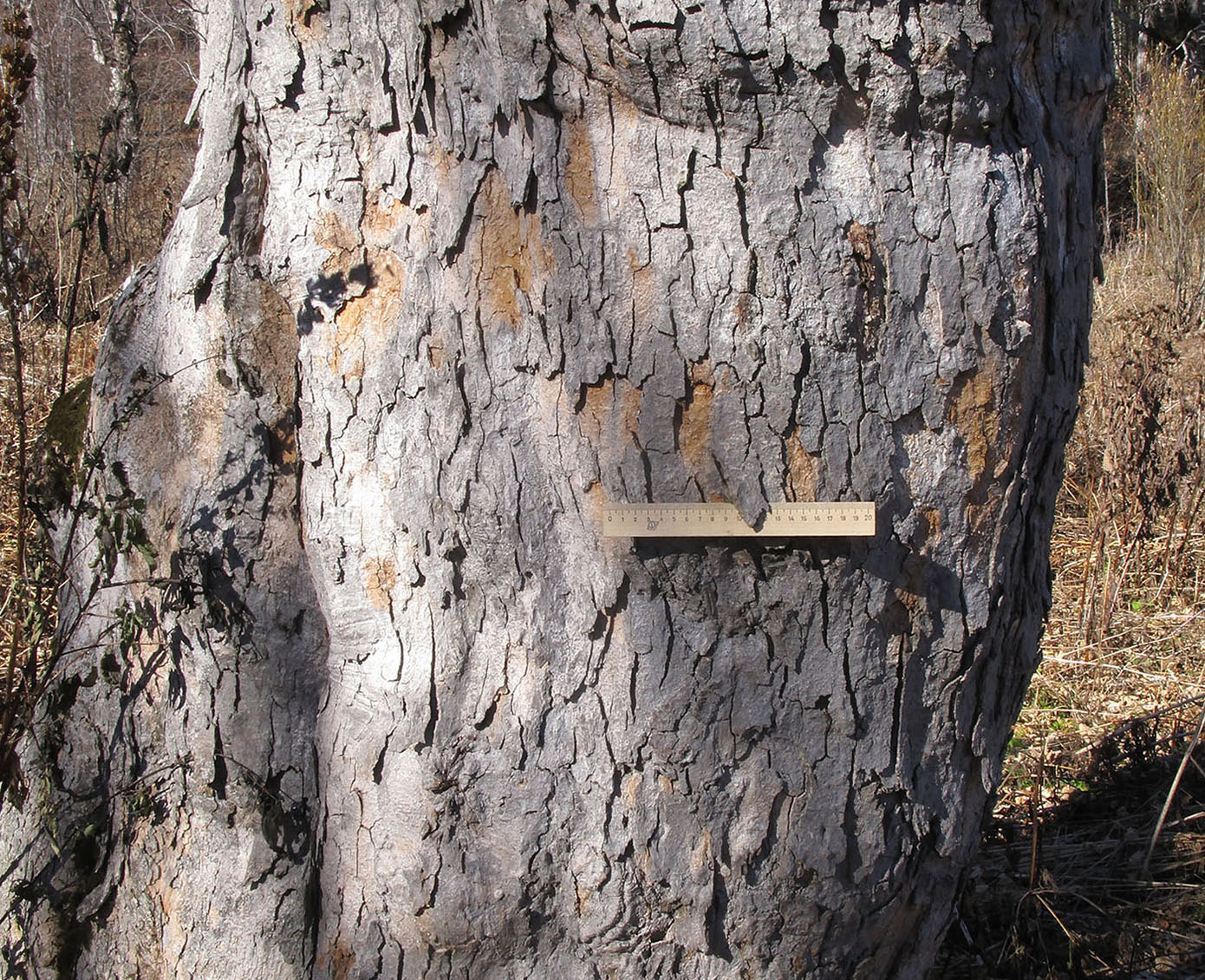 Image of Acer trautvetteri specimen.