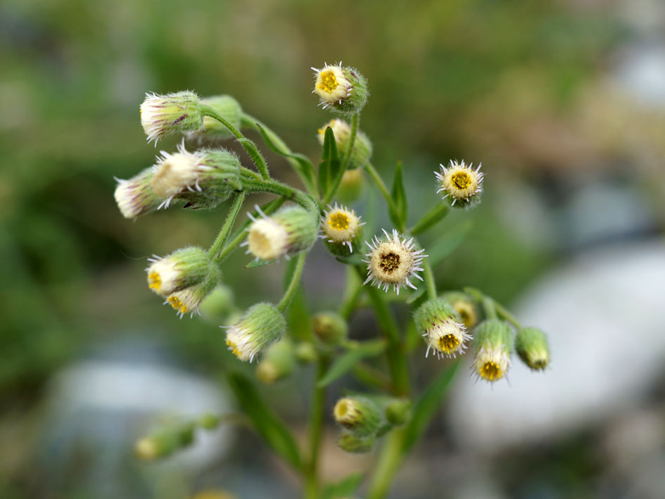 Image of Erigeron khorassanicus specimen.