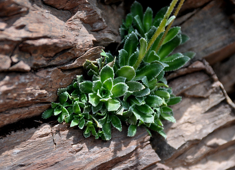 Изображение особи Saxifraga cartilaginea.