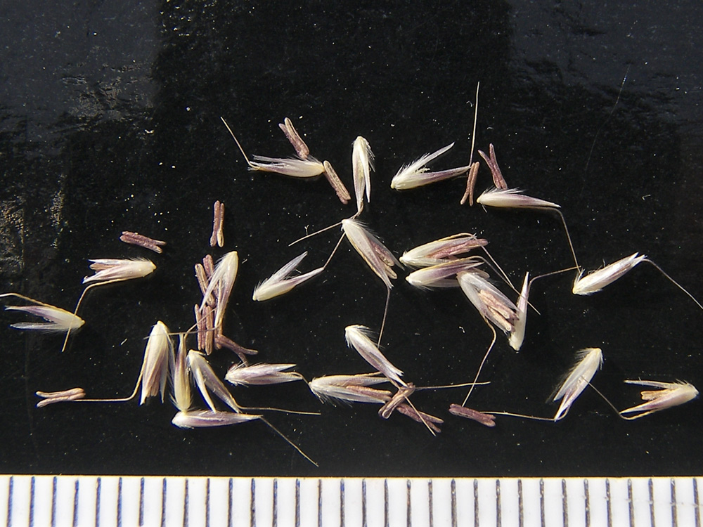 Image of Calamagrostis caucasica specimen.