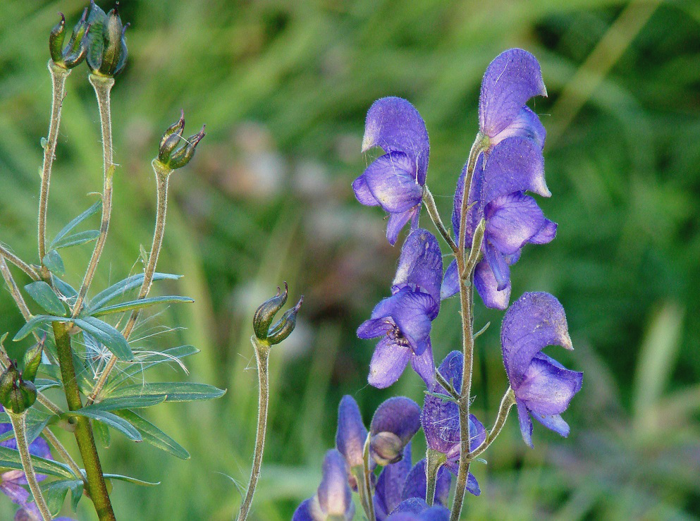 Изображение особи Aconitum baicalense.