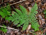 Pseudocystopteris spinulosa. Вайя. Приморье, Лазовский р-н, остров Петрова, смешанный лес. 09.08.2015.