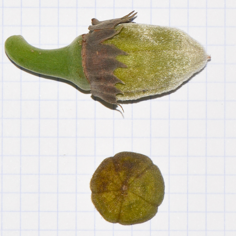 Image of Hibiscus elatus specimen.