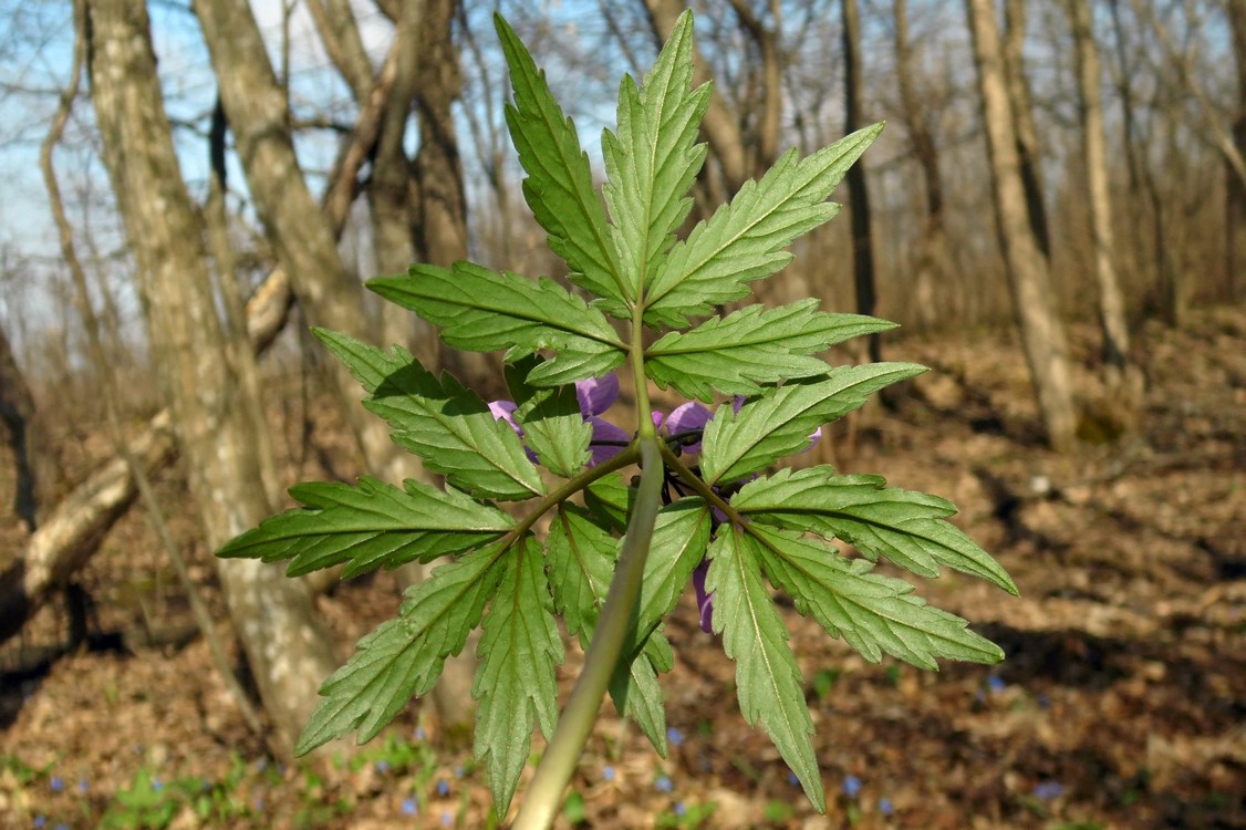 Image of Cardamine quinquefolia specimen.