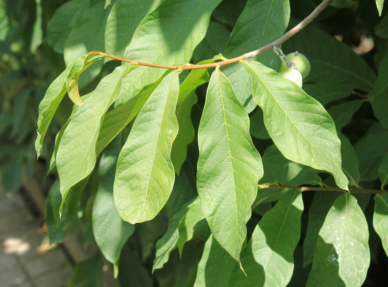 Image of Asimina triloba specimen.