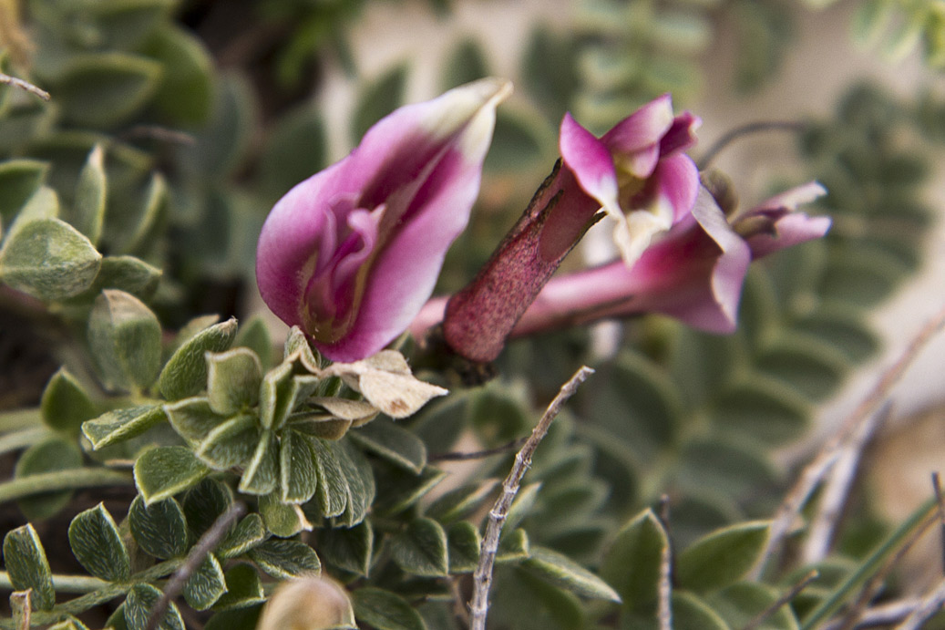 Image of Astragalus spruneri specimen.