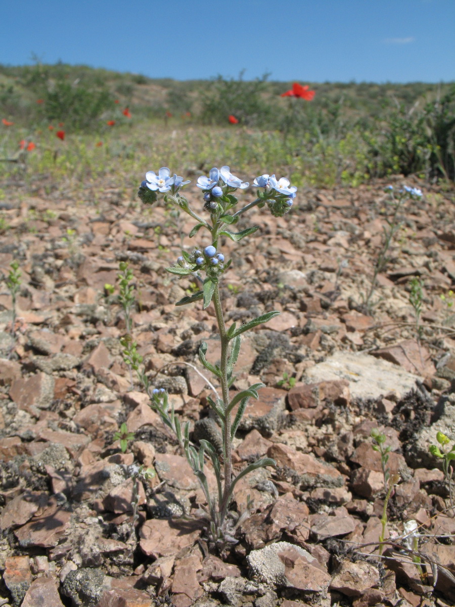 Image of Lappula microcarpa specimen.