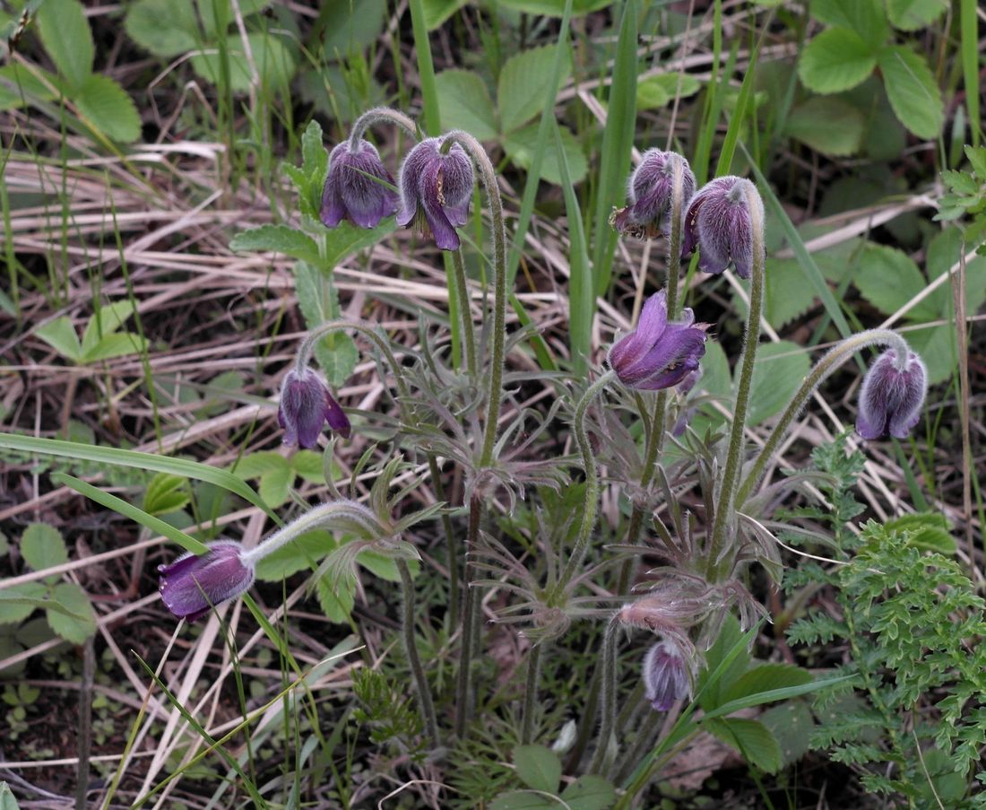 Image of Pulsatilla pratensis specimen.