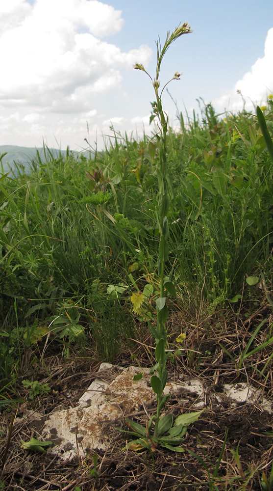 Image of Arabis sagittata specimen.